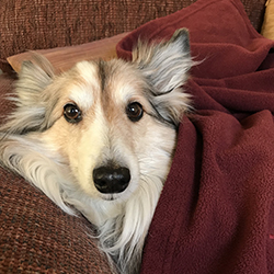 Polo in a blanket