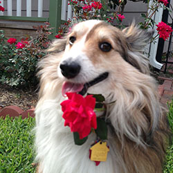 Polo Smiling with a Rose